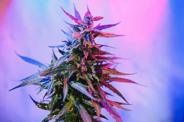 Comprendre l'impact du CBD sur l'appétit