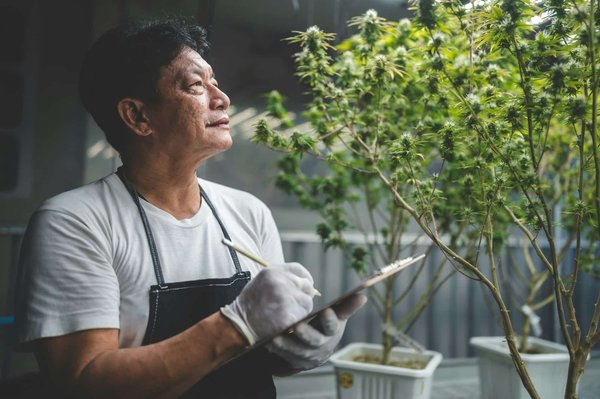 Où acheter du cbd en ligne pas cher : les meilleurs sites